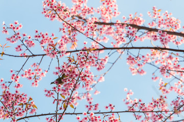 beautiful bird on Cherry blossom flower or Himalayan Cherry flow