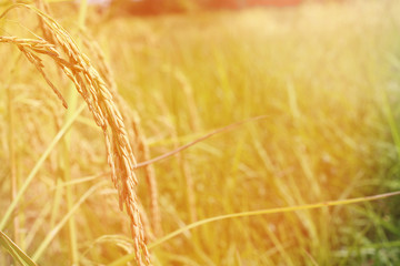 rice plant in field with sunlight. Close up of green paddy rice. Green ear of rice in paddy rice field under sunrise, Blur Paddy rice field in the morning background