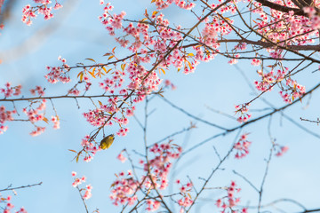 beautiful bird on Cherry blossom flower or Himalayan Cherry flow