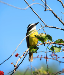 Obraz premium Great Kiskadee bird on tree branch found in Brazil