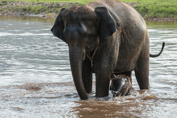 Mother and baby elephant bathing in the river.