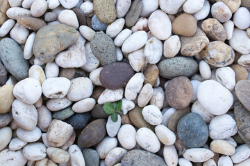 .Area paved with stones of many colors. Walking foot comfort Sof
