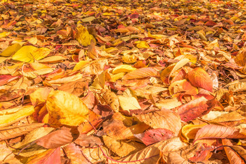 紅葉