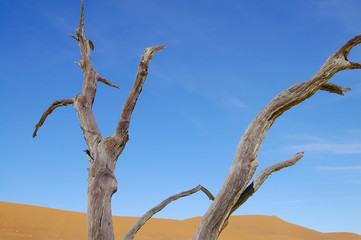Deadvlei Acacia Tree - Sossusvlei - Namibia 