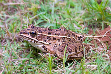 Plains Leopard Frog 1