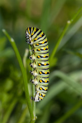 Butterfly caterpillar