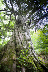 Fototapeta na wymiar 早池峰の森のイチイの大木