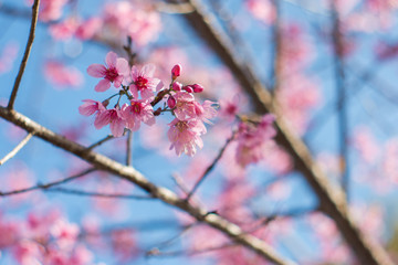 Soft wild Himalayan Cherry flower (Prunus cerasoides),Giant tige