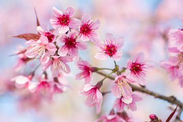 Soft wild Himalayan Cherry flower (Prunus cerasoides),Giant tige