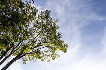 tree and clear sky