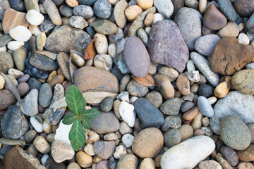.Area paved with stones of many colors. Walking foot comfort Sof