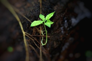 Young Plant in Danum Valley, Sabah Borneo