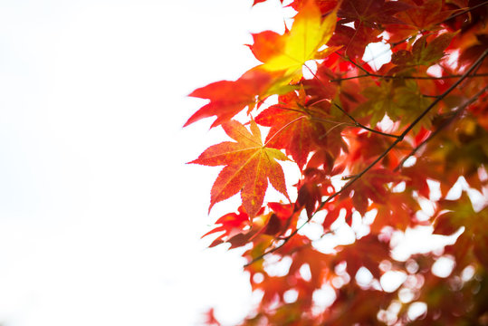 Fall. Autumn maple leaves and autumn sky