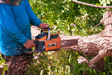 Naklejka premium Lumberjack 