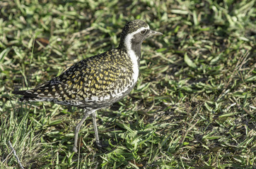 Pacific golden plover blends into it's surroundings in Kauai, Hawaii