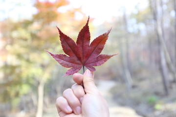 The maple leaf