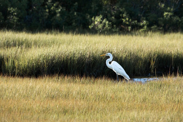 Snowy Egret stands in a marsh in Greenport, New York