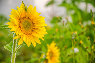 nice and warm in summer field with blooming sunflower blossoms