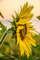 nice and warm in summer field with blooming sunflower blossoms