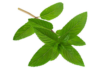 Peppermint leaf on white