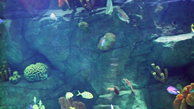 Aquarium with a large amount of tropical fish large and small. The Puffer Fish.