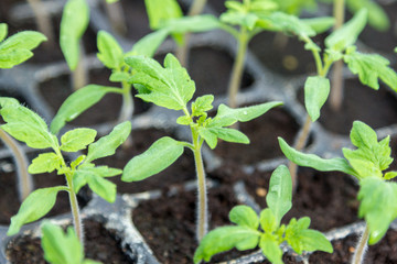 young green tomato seedling in seedling tray