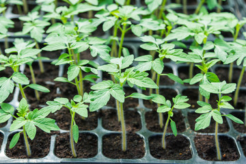 young green tomato seedling in seedling tray