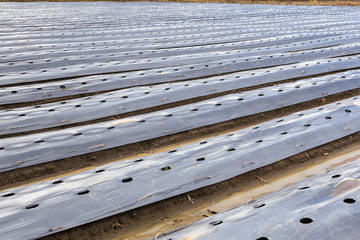 row of field mulching with plastic film