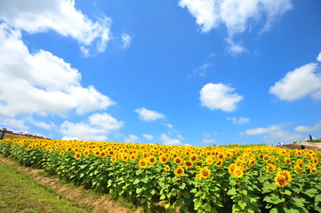 Fototapeta na wymiar Sunflower Fields in Japan