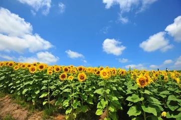 Peel and stick wall murals Sunflower Sunflower Fields in Japan