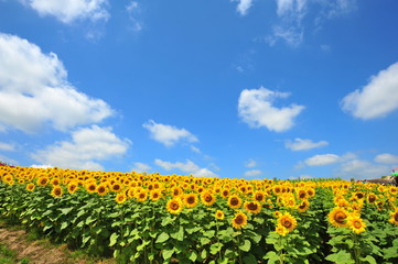 Sunflower Fields in Japan
