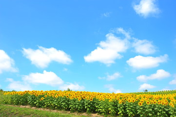 Obraz premium Sunflower Fields in Japan