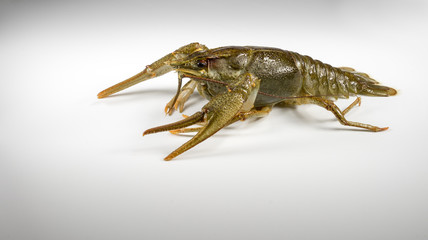 Living Crayfish on white background