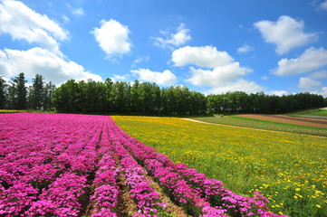 Fototapeta premium Colorful Flower Fields in Japan