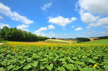 Sunflower Fields in Japan