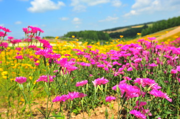 Colorful Flower Fields in Japan