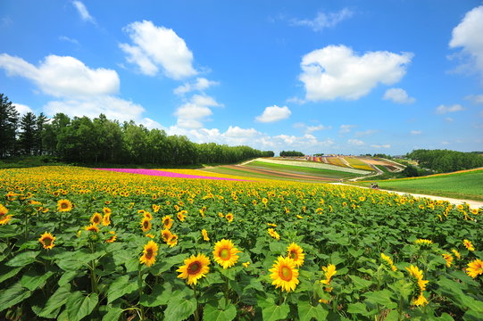 Sunflower Fields in Japan © karinkamon
