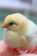 Cute baby chick in hand