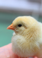 Cute baby chick in hand