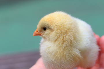 Cute baby chick in hand