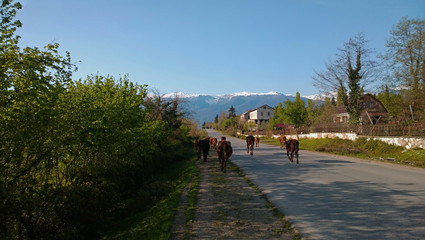 Cows are on paved road in Abkhazia