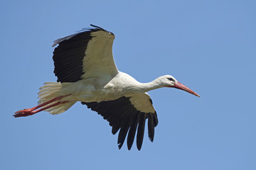 White stork (Ciconia ciconia)