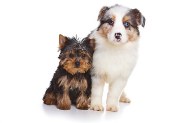 Australian Shepherd puppy and Yorkshire Terrier (isolated on white)