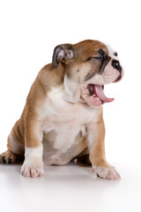 Obraz premium Funny bulldog puppy (isolated on white)
