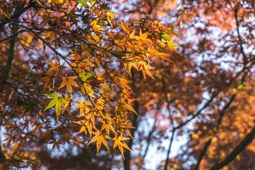 陽光で褐色に透ける紅葉