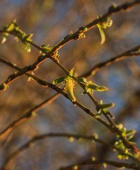 Fototapeta premium willow twig
