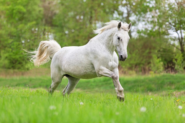 Obraz na płótnie Canvas Beautiful white running horse.