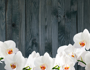 White orchid on background of shabby wooden planks