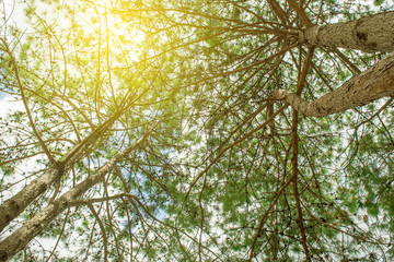 Pine tree and soft light