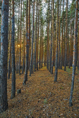 Pine Forest in the autumn